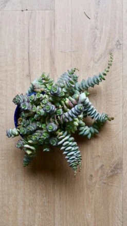 Crassula Perforata - String Of Buttons Plant -Happy House Plants Sale Store 98bb8d 537e2138e9ad4b42951a8ef0b6297bf0 mv2