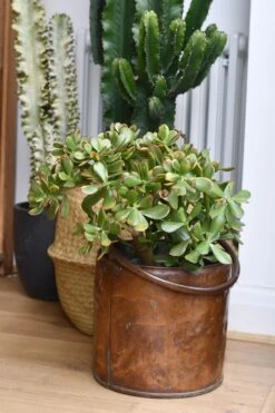 Crassula Ovata Hummels Sunset -Happy House Plants Sale Store 98bb8d 53a4c21f9f7f42f8bf815ab8b1674ac0 mv2