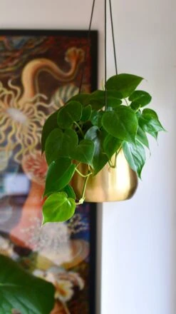 Philodendron Scandens And Atsu Brass Hanging Planter 7 Philodendron Scandens And Atsu Brass Hanging Planter -Happy House Plants Sale Store 98bb8d 543cc6607b754e6fb97212c567a259b9 mv2