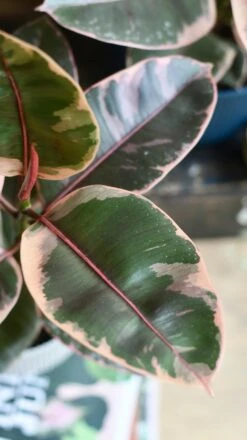 Ficus Elastica 'Belize' & Pot -Happy House Plants Sale Store 98bb8d 54cdb2d16a7b48c8bc869bedd2debf05 mv2