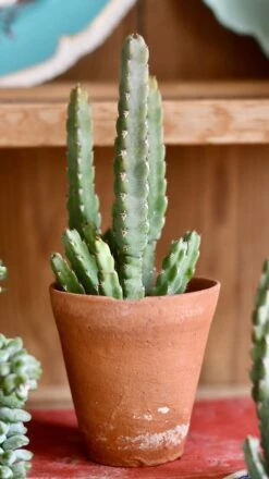 Euphorbia Debilispina -Happy House Plants Sale Store 98bb8d 55193ff1cc95410ebc80e3d488766000 mv2