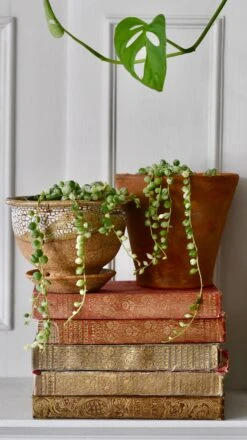 Variegated String Of Pearls -Happy House Plants Sale Store 98bb8d 5687058dff564c169f1a228f29e9951e mv2