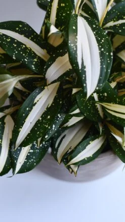 Dracaena Surculosa 'Milky Way' -Happy House Plants Sale Store 98bb8d 568dd21136ec49deb7f9884ef125281a mv2