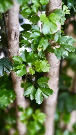 Polyscias Roble, Aralia Roble -Happy House Plants Sale Store 98bb8d 569d0bb53fcd4b9dbbae7ad939bf8d67 mv2