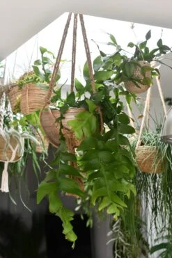 Selenicereus Chrysocardium - Fern Leaf Cactus -Happy House Plants Sale Store 98bb8d 56c68b095d0045fd87e7a7d52bdd7e89 mv2