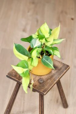 Philodendron Scandens Brasil 12cm Wide -Happy House Plants Sale Store 98bb8d 56f3ebf0180c450989ad9e404aa48bdf mv2 d 2848 4272 s 4 2