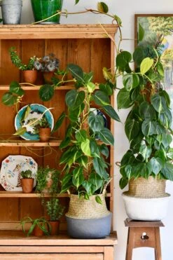 Philodendron Scandens Brasil