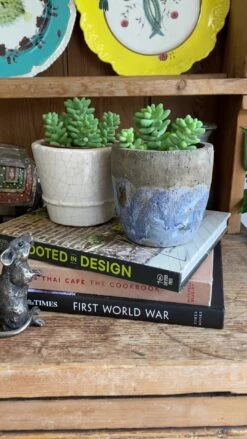 Baby Sedum Burrito Burrows Tail (Sedum Morganianum) -Happy House Plants Sale Store 98bb8d 587e46913df44d84909c26fdf9594cf6f000