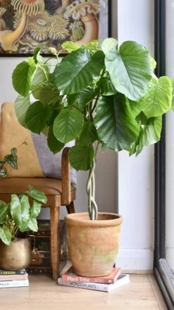 Ficus Umbellata (Tree Form) -Happy House Plants Sale Store 98bb8d 595dc4cacbe74e569b0e1795235fe7cf mv2