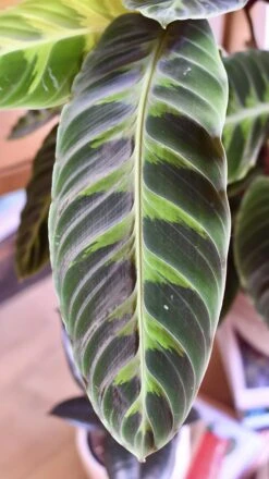 XL Calathea Warscewiczii -Happy House Plants Sale Store 98bb8d 5a0fab910ed34f3e945619a182bbd6b2 mv2