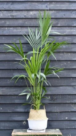 Kentia Palm (Howea Forsterian) 10 Kentia Palm (Howea Forsterian) -Happy House Plants Sale Store 98bb8d 5a2e08a3dd904b788f3bec2434208c39 mv2