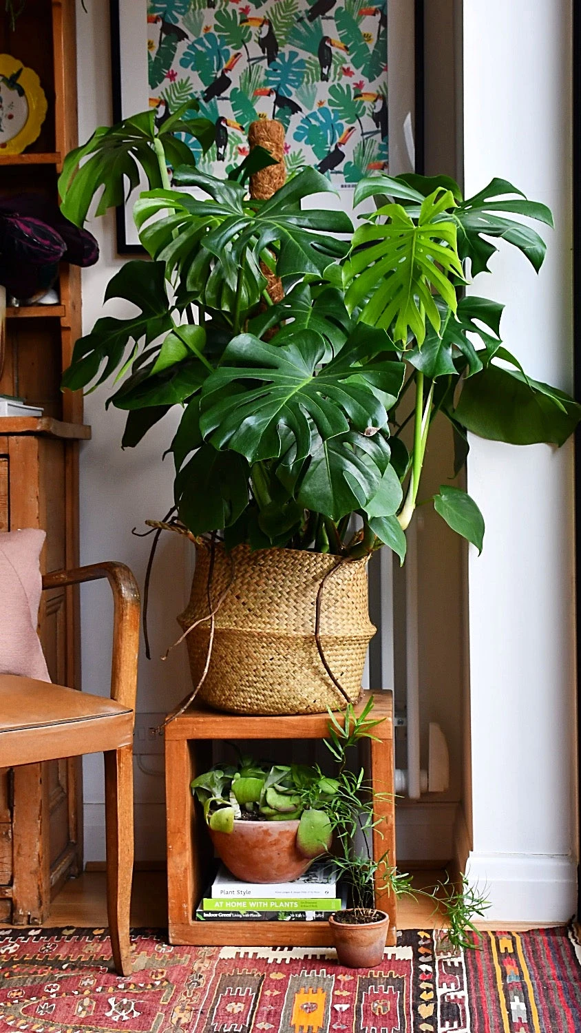 Monstera Deliciosa (Swiss Cheese Plant, Bush Form Monstera)