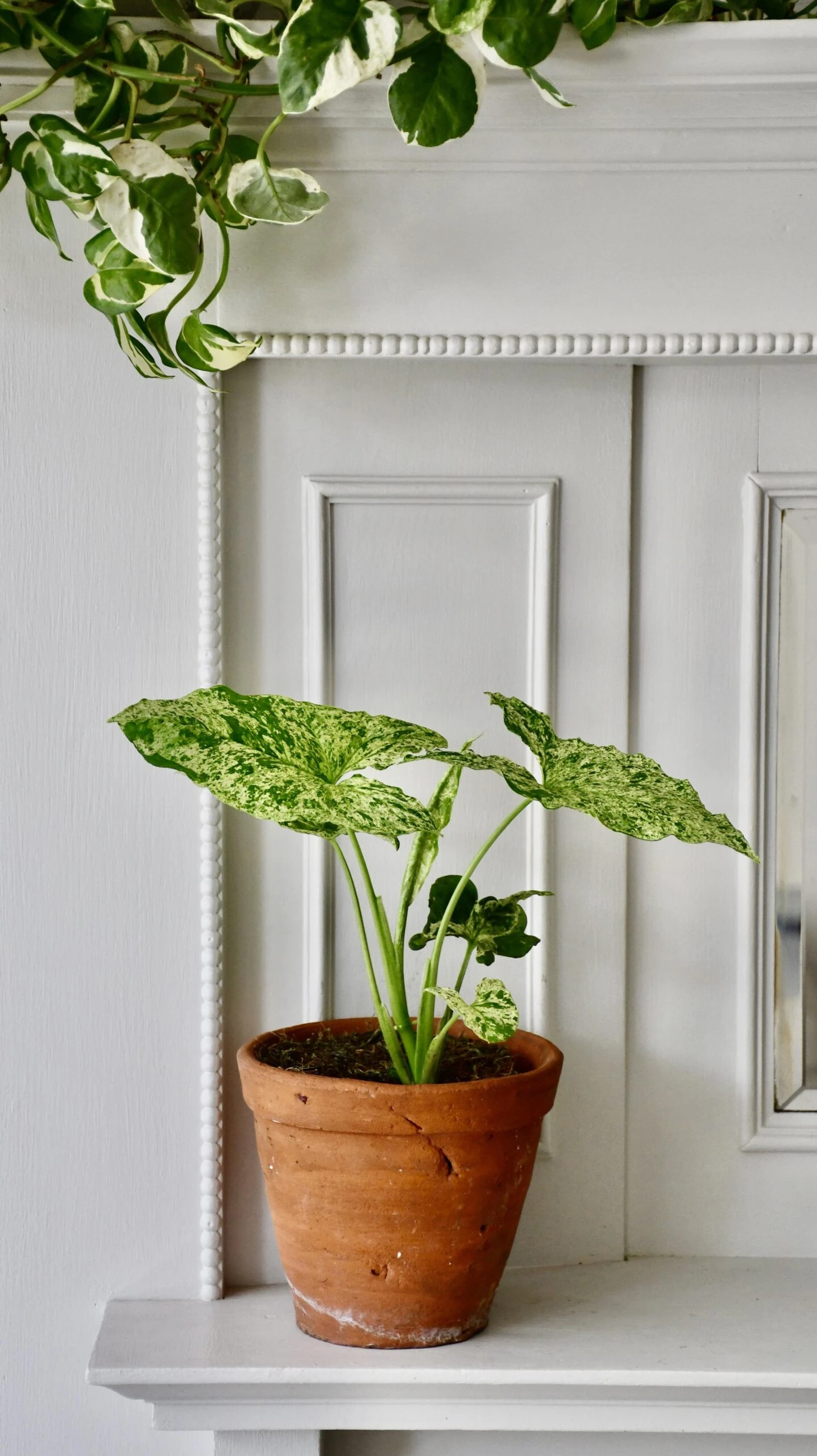 Syngonium Mottled | Mojito 2 Syngonium Mottled | Mojito - Image 2
