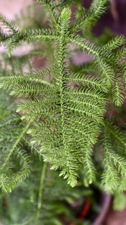 Araucaria Heterophylla (Norfolk Island Pine) -Happy House Plants Sale Store 98bb8d 5bbf5de5b7334cf9be0810ccacb02c6a mv2