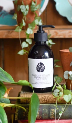 Rubber Plant Or Ficus Elastica, Robusta Abidjan -Happy House Plants Sale Store 98bb8d 5bc293fcb1f64b5a88e16706631c4432 mv2 c98ef237 90ac 4229 9b8b f913ff43dd58