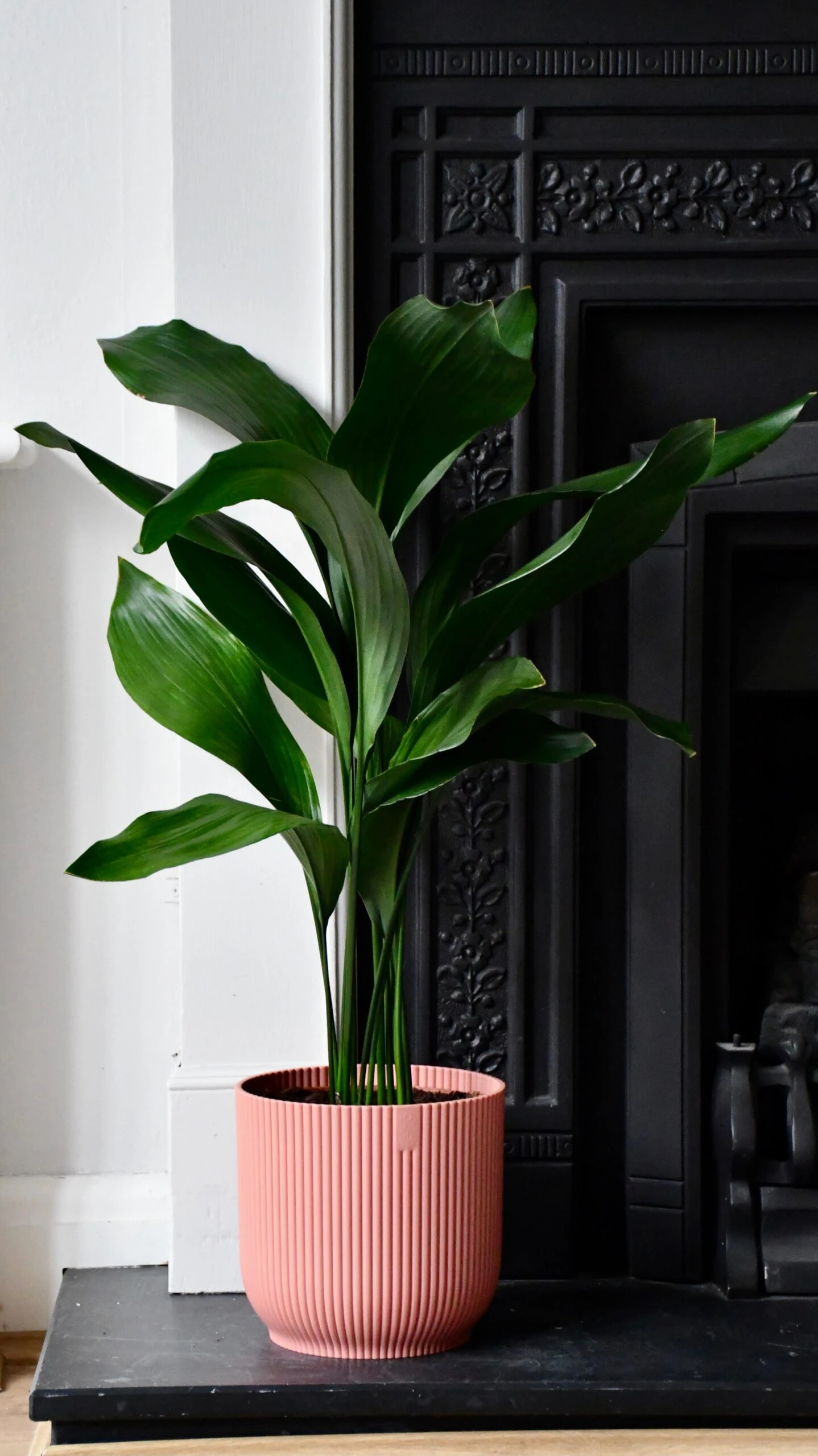 Aspidistra Elatior And Vibes Pot (Cast Iron Plant) 3 Aspidistra Elatior And Vibes Pot (Cast Iron Plant) - Image 3