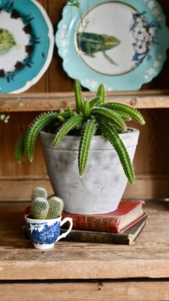 Selenicereus Validus -Happy House Plants Sale Store 98bb8d 5ece0a936d6342f985dc269cff6bab46 mv2