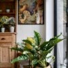 Philodendron Narrow | Tiger Tooth Plant