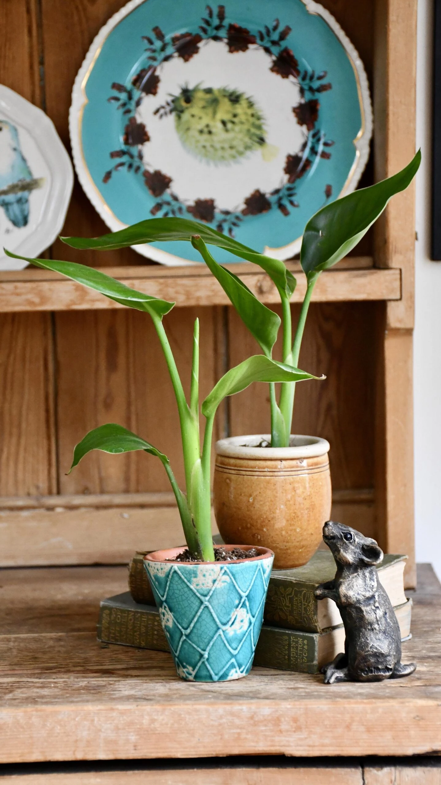 Baby Strelitza Nicolai (White Bird Of Paradise, Wild Banana, Giant Bird Of Paradise, Mexican Bird Of Paradise) 1 Baby Strelitza Nicolai (White Bird Of Paradise, Wild Banana, Giant Bird Of Paradise, Mexican Bird Of Paradise)