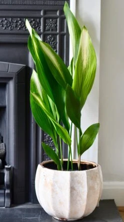 Aspidistra Elatior 'Asahi' (Lime Striped Cast Iron Plant) -Happy House Plants Sale Store 98bb8d 622b96f0032d406787d844eb38154157 mv2