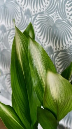 Aspidistra Elatior 'Asahi' (Lime Striped Cast Iron Plant) -Happy House Plants Sale Store 98bb8d 62ec43b067884fe8b50975cf2484adc0 mv2
