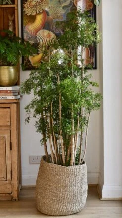 Polyscias Ming Or Aralia Ming -Happy House Plants Sale Store 98bb8d 6382d7affb1e42dabe36097425867362 mv2