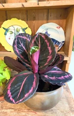 Calathea Roseopicta Purple -Happy House Plants Sale Store 98bb8d 6397f8f6e18b4dfc858ae92f9d2ca390 mv2