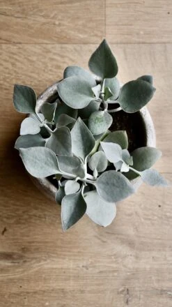 Kalanchoe Bracteata (Silver Teaspoons Plant) -Happy House Plants Sale Store 98bb8d 63a38872f25442e8bee826c42b7aa542 mv2