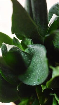 Sansevieria Trifasciata Black Dragon 8 Sansevieria Trifasciata Black Dragon -Happy House Plants Sale Store 98bb8d 643ca7ac886343cabc2d8807eebb35bf mv2 50a71c95 63fc 4859 bb03 e52fbb786d3b