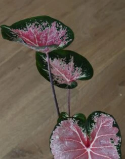 Caladium 13cm Pot -Happy House Plants Sale Store 98bb8d 64d91325fa104243bfdd2b0d138a3e15 mv2