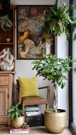 The Umbrella Tree Or Schefflera Plant -Happy House Plants Sale Store 98bb8d 658370d331f94a55b029ceb667e144b7 mv2