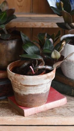 Black Velvet Jewel Orchid *rare* (Ludisia Discolor Black Velvet) -Happy House Plants Sale Store 98bb8d 65a2775c296748f3a720ef8bb1acd498 mv2