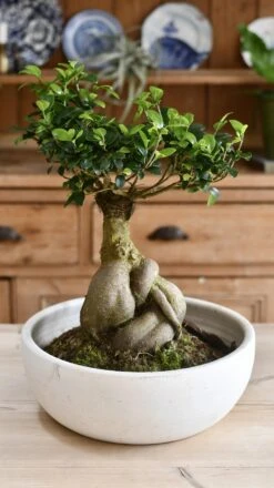 XL Ficus Retusa Or 'Ginseng'Bonsai Tree -Happy House Plants Sale Store 98bb8d 65e148ac827043c2a499405487776cb4 mv2