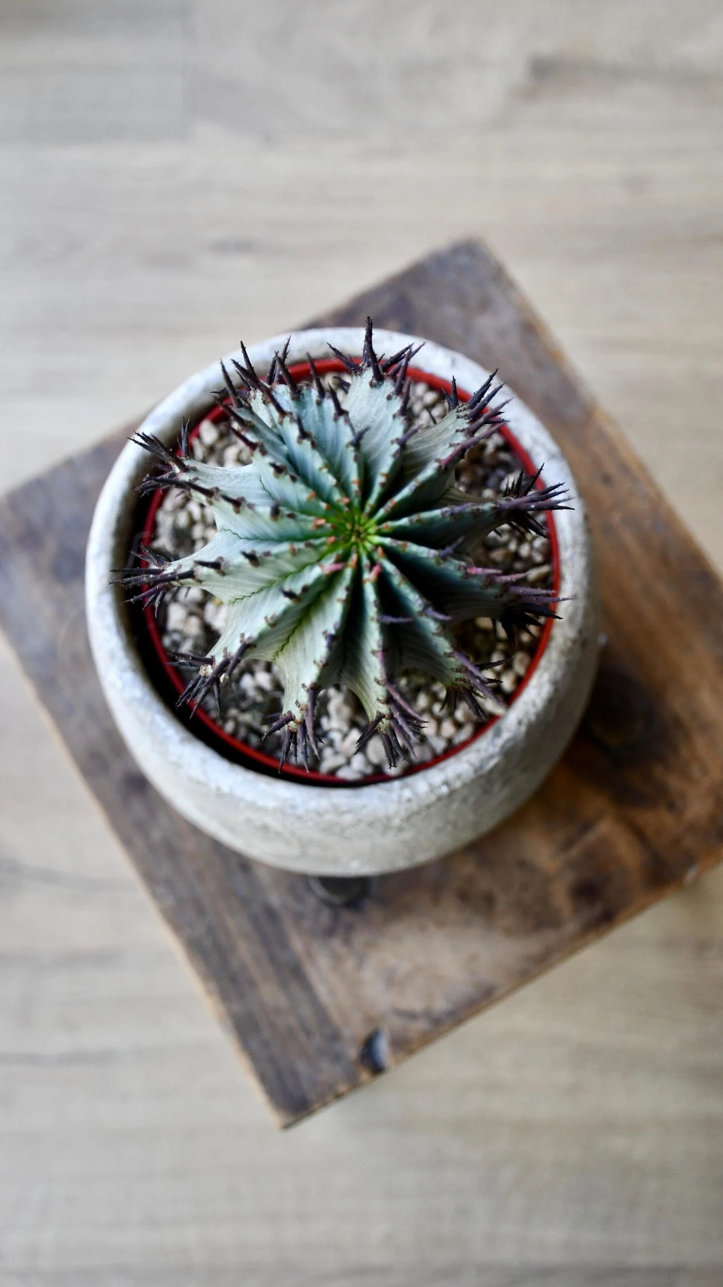 Euphorbia Horrida (African Milk Barrel) 2 Euphorbia Horrida (African Milk Barrel) - Image 2