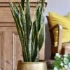 Sansevieria Trifasciata Laurentii & Brass Pot