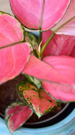 Aglaonema Pink Star 11 Aglaonema Pink Star -Happy House Plants Sale Store 98bb8d 67a9cd2f80fd49c48e51d73254d57e33 mv2