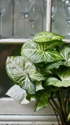 Syngonium White Butterfly | Syngonium Nephphytis | Syngonium Arrow -Happy House Plants Sale Store 98bb8d 6884c31ef651438c8de1bc1fc9ff1b0c mv2 09da15c3 0582 4744 ae2f 60d1d7e329c2