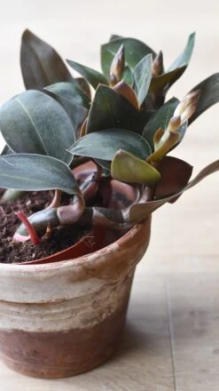 Black Velvet Jewel Orchid *rare* (Ludisia Discolor Black Velvet) -Happy House Plants Sale Store 98bb8d 689b70bec7684711a0c8192ed12e6e06 mv2