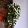 Hoya Curtisii, Wax Flower, Porcelain Flower
