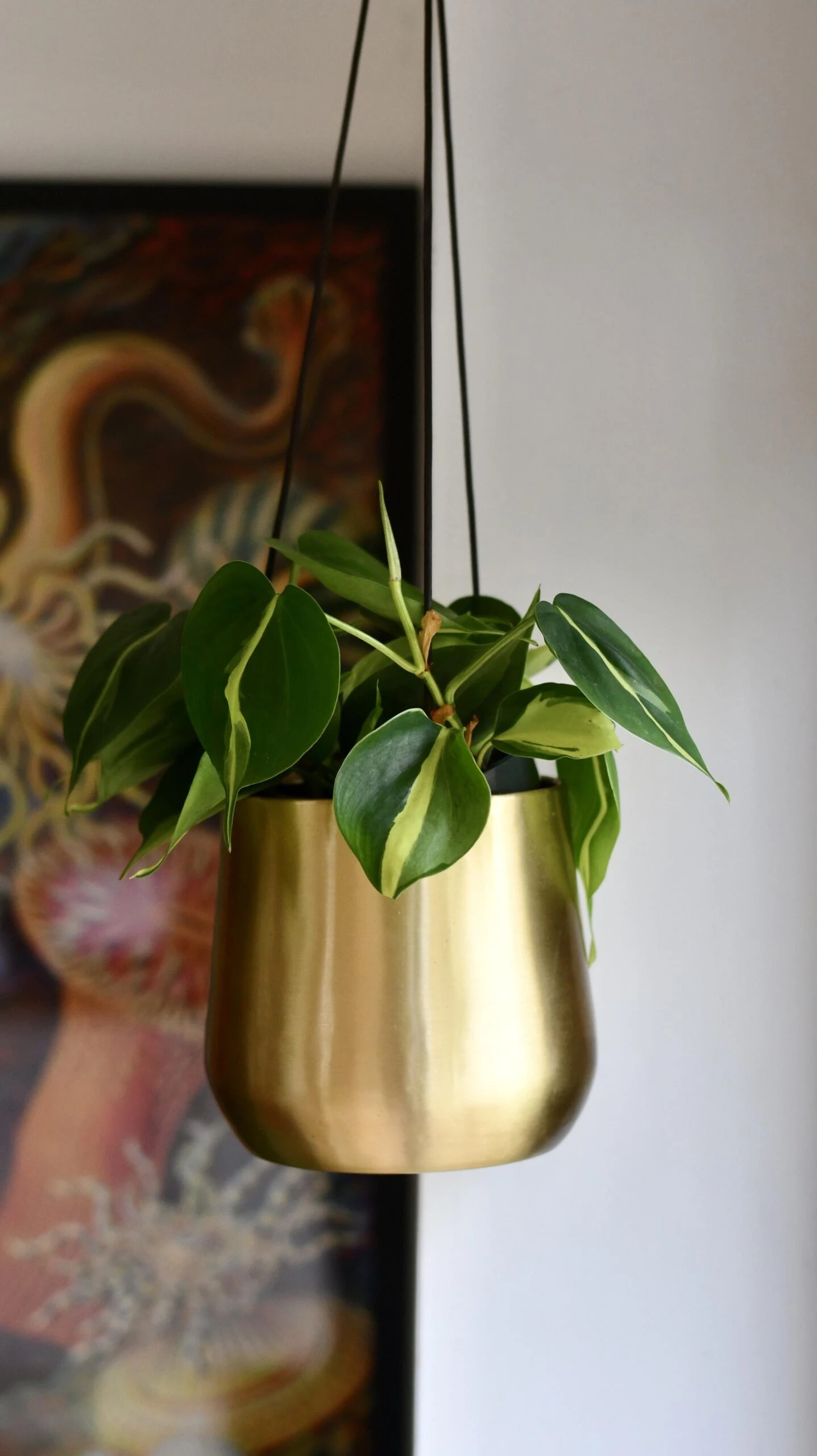 Philodendron Brasil & Atsu Brass Hanging Planter 3 Philodendron Brasil & Atsu Brass Hanging Planter - Image 3