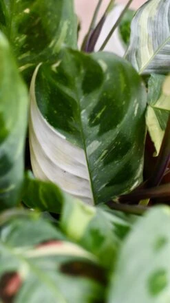 Maranta Leuconeura Kerchoveana | Maranta Fiesta | Prayer Plant -Happy House Plants Sale Store 98bb8d 693a41e63cc5411c9418ecaa3399d2ac mv2