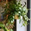 Aeschynanthus Marmoratus (Zebra Basket Vine)