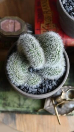 Hildewintera Aureispina F. Cristata 8 Hildewintera Aureispina F. Cristata -Happy House Plants Sale Store 98bb8d 69c01dcf37a94969a2699421bdc8b2be mv2 8f61213b e8b2 4cc9 bcea 8cd9f61eb14c