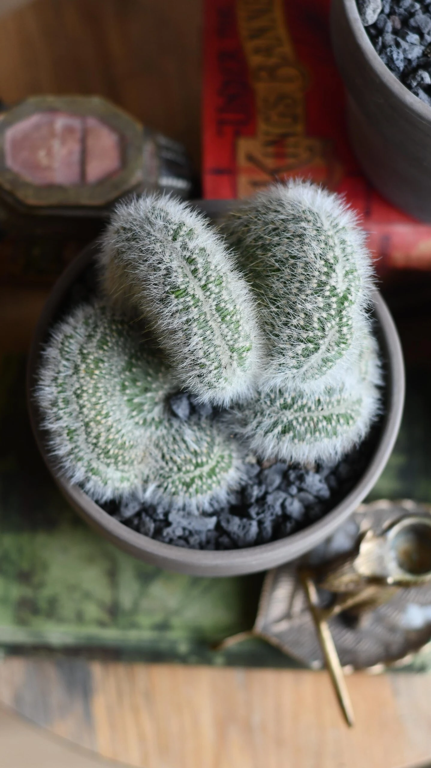 Hildewintera Aureispina F. Cristata 3 Hildewintera Aureispina F. Cristata - Image 3