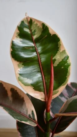 Ficus Elastica 'Belize' & Pot -Happy House Plants Sale Store 98bb8d 6a31934d5e53438b931bd56ab37db7c8 mv2