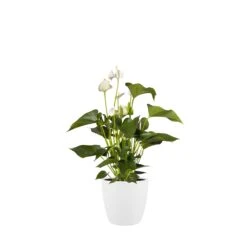 Brussels Round Plant Pot 30cm -Happy House Plants Sale Store 98bb8d 6a38ed4e826c47779a1db89978f8607c mv2