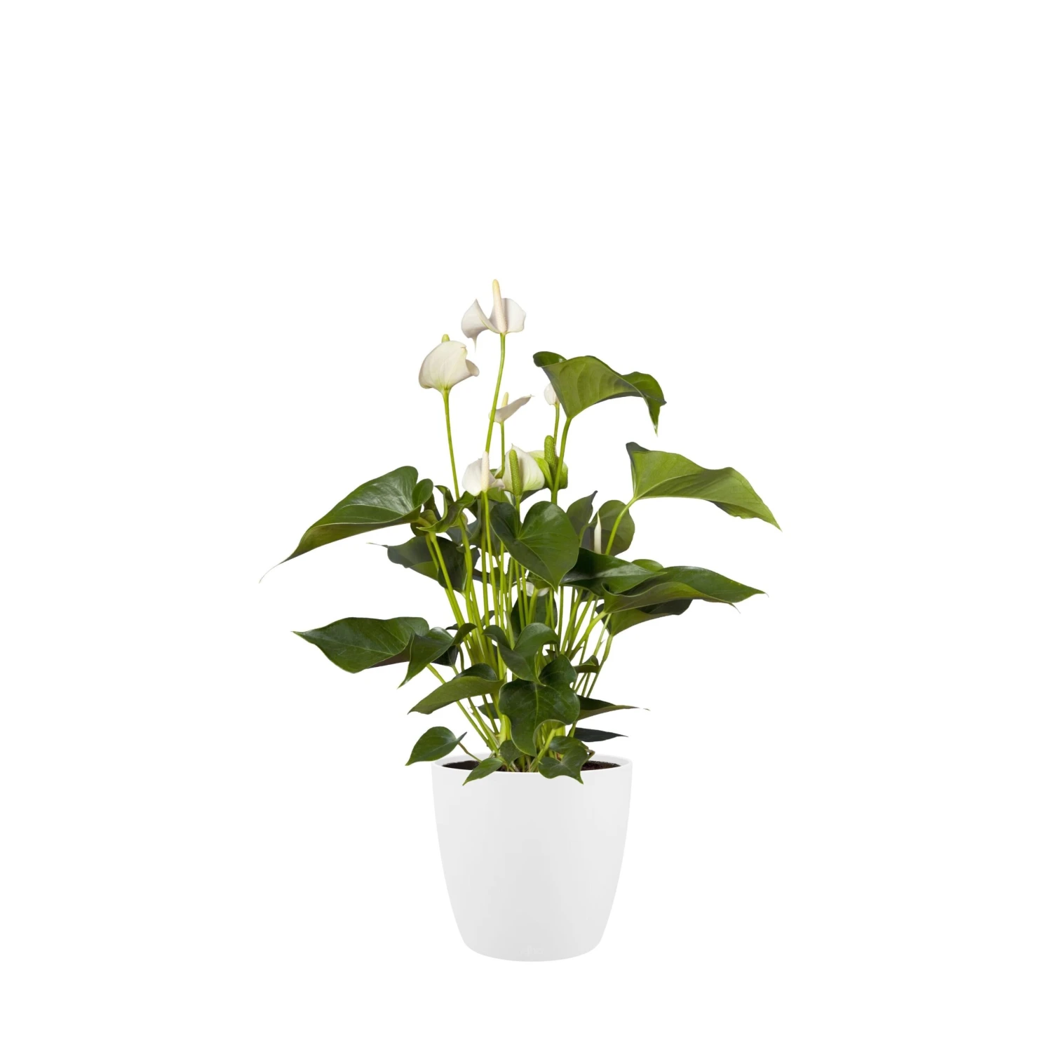 Brussels Round Plant Pot 25cm 6 Brussels Round Plant Pot 25cm - Image 6