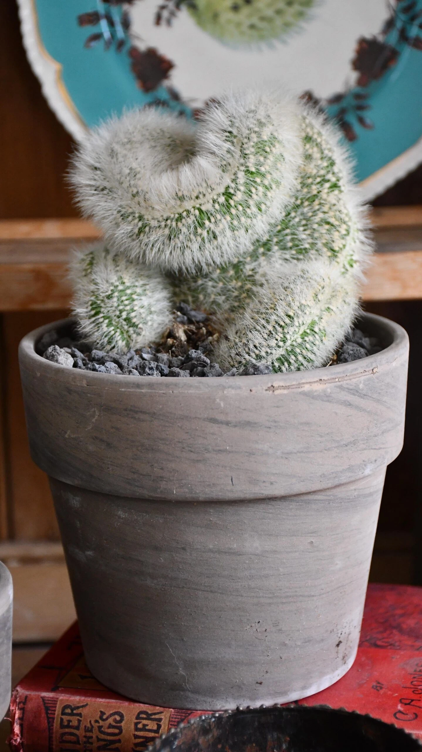 Hildewintera Aureispina F. Cristata 2 Hildewintera Aureispina F. Cristata - Image 2