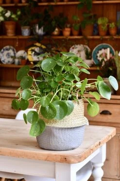 Pilea Peperomioides - Large -Happy House Plants Sale Store 98bb8d 6ac582551bed4565bb867fd959c9deff mv2 d 3712 5568 s 4 2