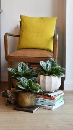 Streptocarpus Pretty Turtle -Happy House Plants Sale Store 98bb8d 6b349d1c022f4431b9b9831bb36ccff9 mv2